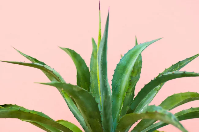 Aloe Vera: What are Its Benefits for Skin and Hair?