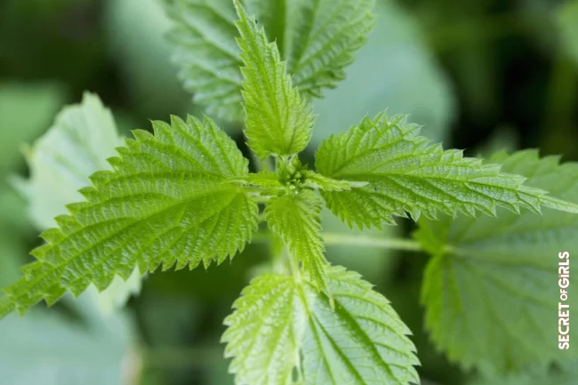 Nettle | Hair Loss: What Natural Treatments To Use To Limit Alopecia?