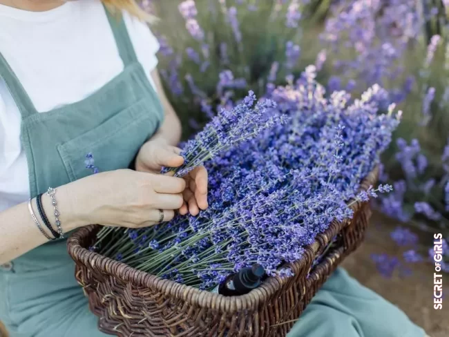 5. Lavender | 5 Plants You Can Use To Make Natural Cosmetics