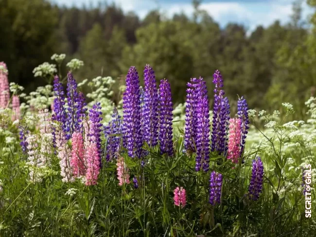 3. Lupine | 5 Plants You Can Use To Make Natural Cosmetics
