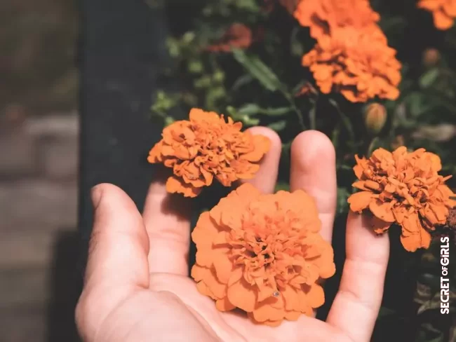 2. Marigold | 5 Plants You Can Use To Make Natural Cosmetics