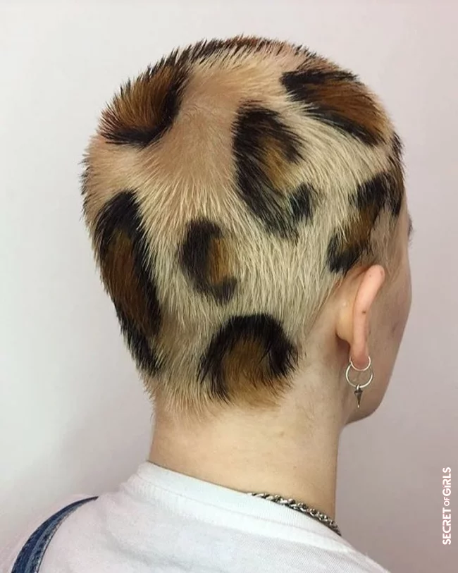 Where Does Leopard Print Hair Come From? | Leopard Print Hair: How to Dye Your Hair Leopard Print?